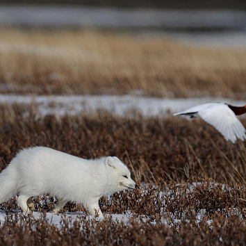 Арктика за неделю: важнейшие темы арктической повестки с 27 по 31 марта